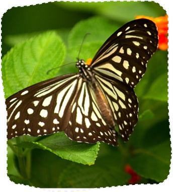 butterfly