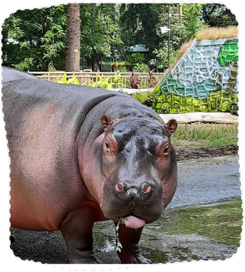 Hippopotamus