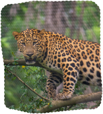 javan leopard
