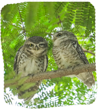 Spotted Owlets