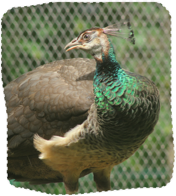 Peahen