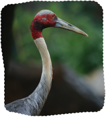 Saras Crane