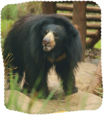 Sloth bear