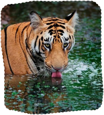  Bengal Tiger